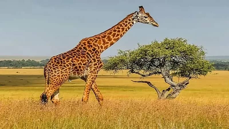 زرافة تقتل طفلة وتصيب والدتها بالشلل