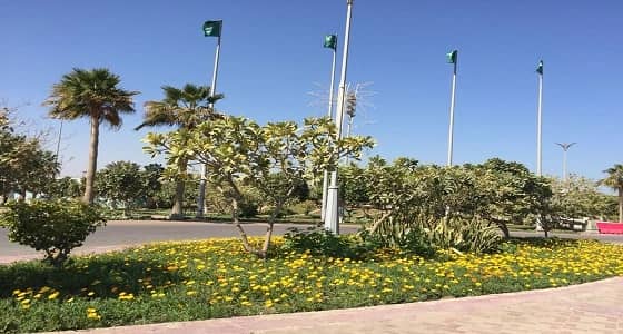 بالصور.. 20 ألف زهرة عنبر كشميري بمنتزه الملك عبدالله شرق الدمام