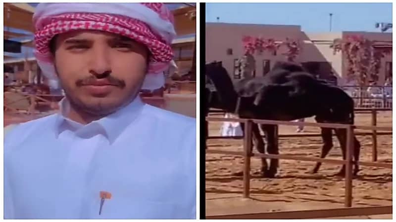 لغة التواصل بين الإبل ومالكها.. فيديو