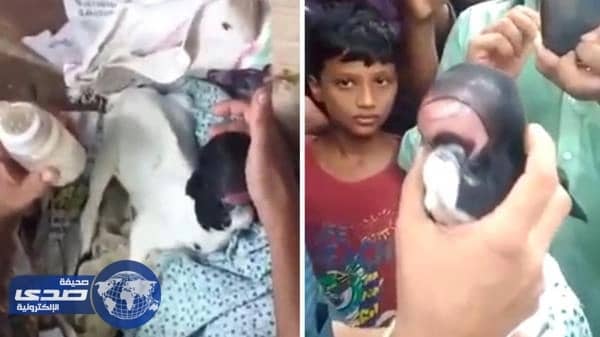 بالفيديو.. ولادة معزاة بشفتي إنسان وبدون عينين