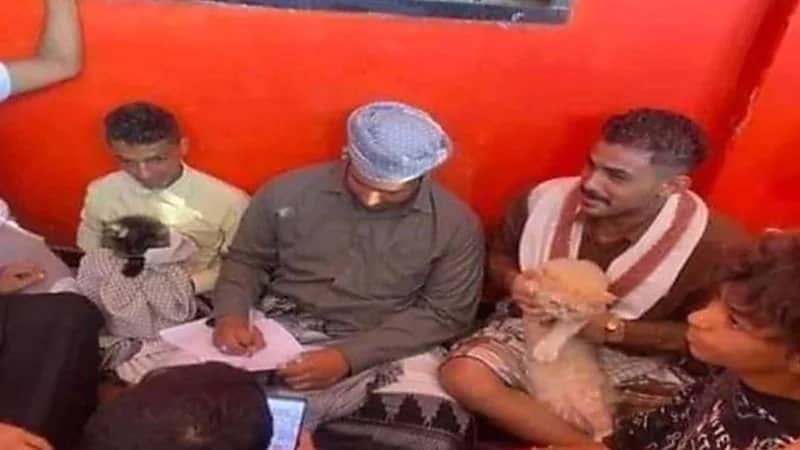 شاهد.. لحظة عقد قران قط وقطة وسط دعوات رسمية باليمن