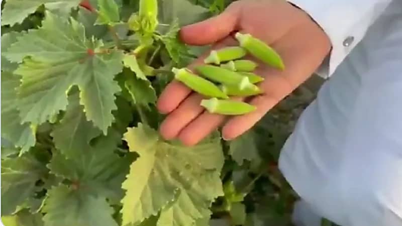بالفيديو.. مزارع يفتح أبواب مزرعته للزوار للمشاركة في قطف البامية الحساوية