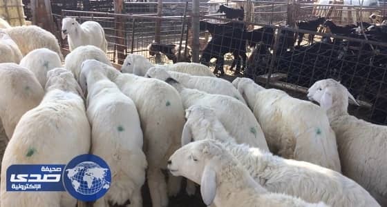 وصول مليوني رأس ماشية عبر ميناء جدة