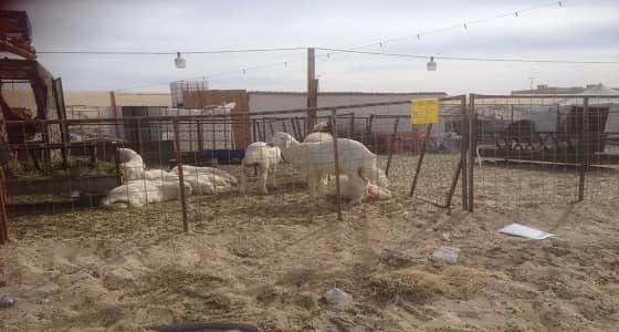 بالصور.. انذار لأصحاب أحواش المواشي العشوائية بالدمام تمهيدًا لازالتها