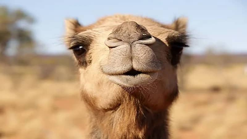 إنقاذ شاب تعرض لعضة بليغة في العنق من جمل بالقصيم