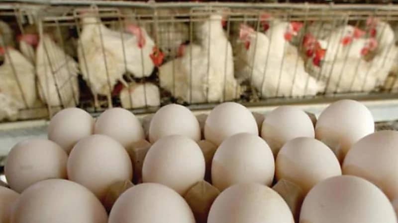 حظر استيراد الدواجن ومنتجاتها من بولندا