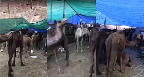 بالفيديو.. كشف حقيقة الإبل المريضة بالجرب في مكة