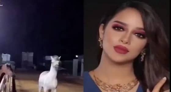 بالفيديو.. بلقيس تلهو مع الخيول