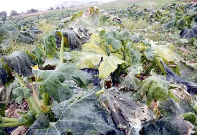 أبرز المعلومات التاريخية عن العرضة السعودية