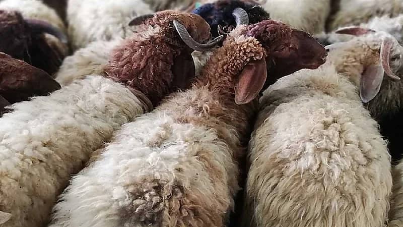 إطلاق خدمة الحجز الإلكتروني في 8 مواقع لبيع الأضاحي بالرياض