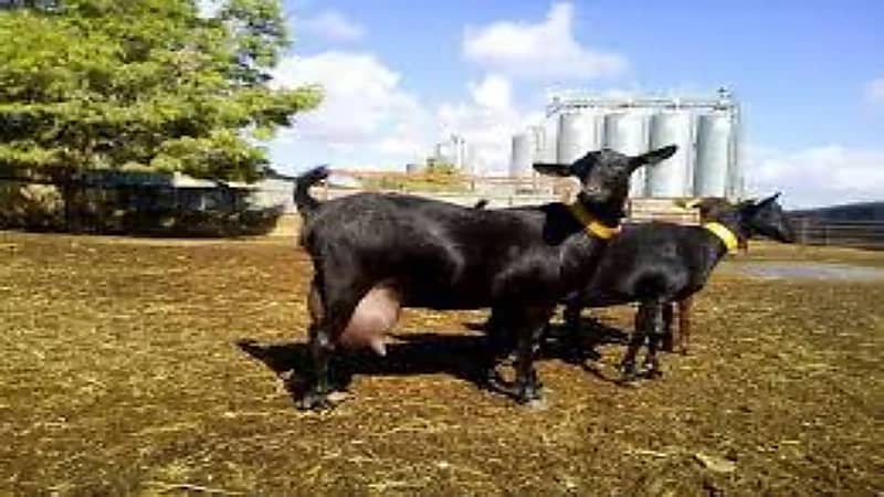 بالفيديو.. "البيئة" تدشن أول مزرعة سعودية تصدر ماعز "المورسيانو"