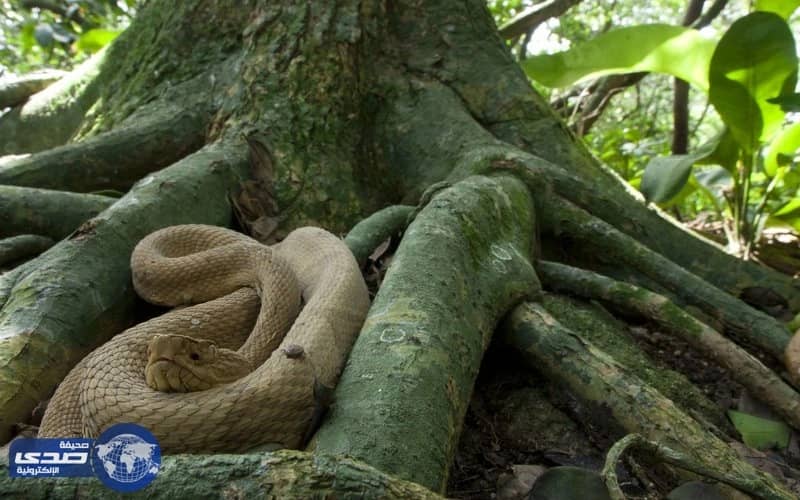 بالصور.. تعرف على أخطر جزيرة في العالم