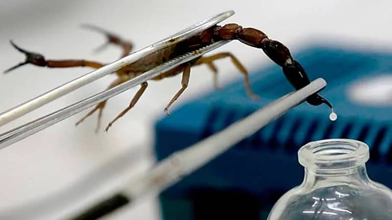 "سم العقارب" ينهي كورونا ومتغيراته