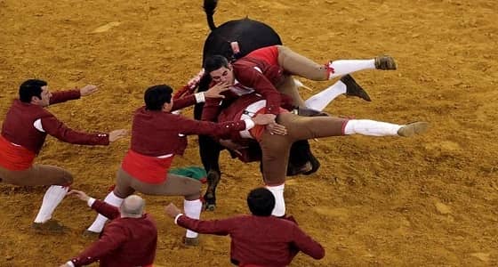 بالفيديو.. ثور يهاجم فرقة الانتحار البرتغالية بطريقة مروعة