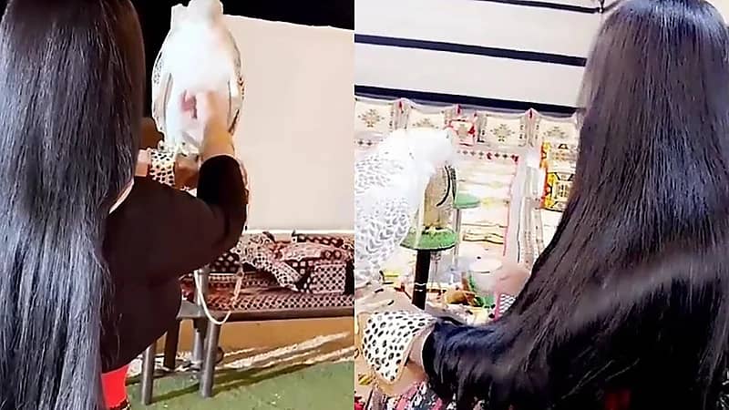 صقارة تستعرض بصقرها الأبيض مقطع فيديو .. فيديو