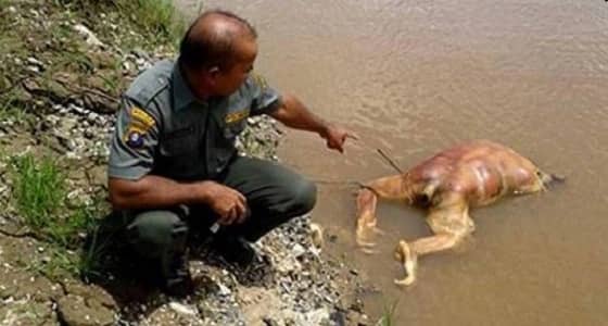 العثور على " إنسان غاب " نافقا في إندونيسيا