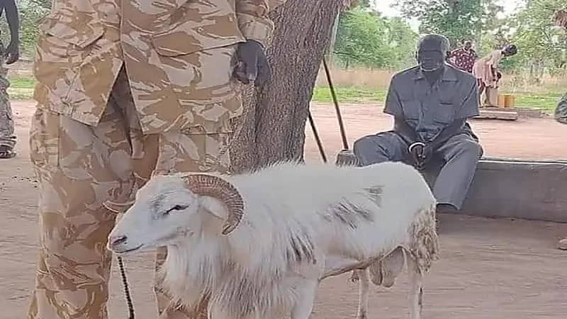 السجن 3 سنوات لخروف بعد قتله لامرأة