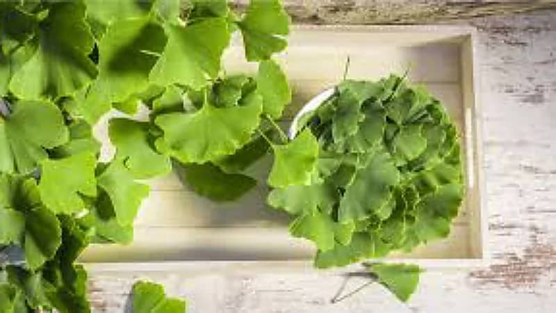 الطب البديل: لن تصدق ماذا يفعل نبات الجنكة لعلاج تصلب الشرايين