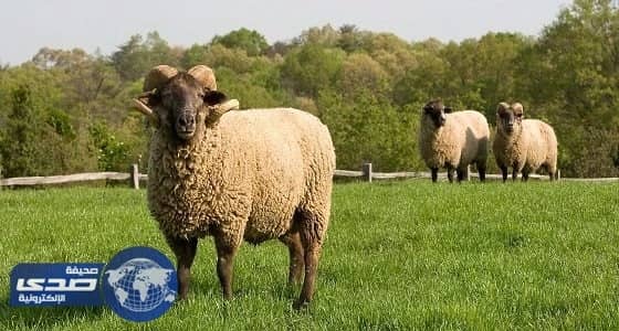 فيديو طريف لخروف يلعب “ الرغبي ” بحرفية