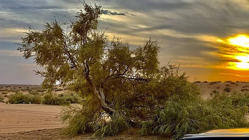 المسند: أجواء خريفية معتدلة ومناسبة للتنزه لمدة يومين