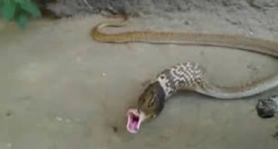 بالفيديو.. أفعى تلفظ 3 بيضات من فمها لتستطيع الهرب