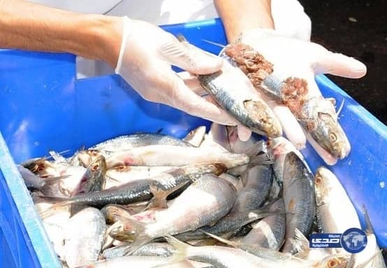 أمانة عسير تتلف أكثر من 245 كيلو جرام من السمك الفاسد بأبها