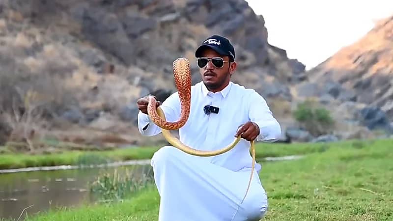شاب يتخصص في صيد الثعابين السامة وإبعادها عن المنازل بعسير..فيديو