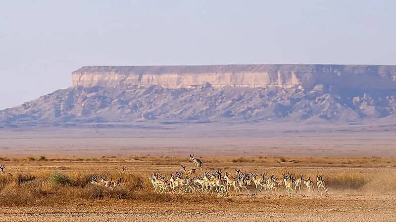 إطلاق 56 كائنًا مهددًا بالانقراض في محمية الإمام عبدالعزيز