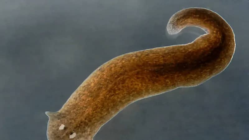 اكتشاف أسرار عكس الشيخوخة عن طريق مخلوق غريب