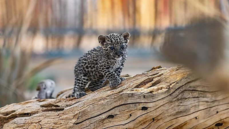 الهيئة الملكية لمحافظة العلا تحتفي باليوم العالمي للنمر العربي.. صور