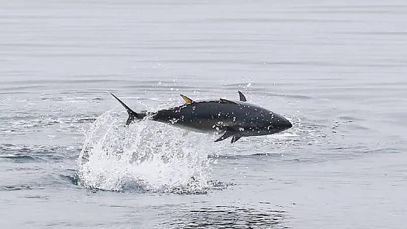 فزع على شاطئ بسبب سمكة تونة