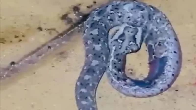 العثور على ثعبان في قرية العينة بمركز ردوم بعسير برأس يحمل ملامح وجه امرأة.. فيديو