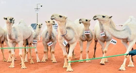 بالفيديو..مهرجان الإبل القادم سيكون بسويسرا