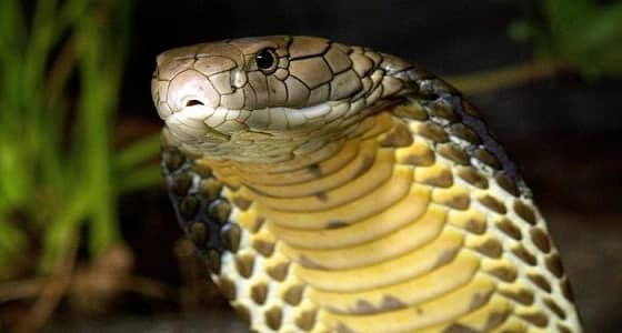 مزارع ينتقم من ثعبان بمضغ رأسه