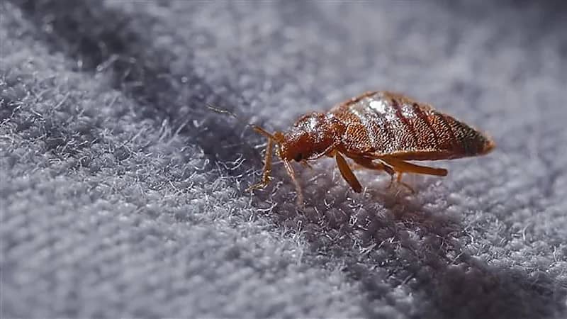 كابوس بق الفراش يتفشى في دولة أخرى بعد غزوه لفرنسا