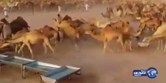 الصحافة البريطانية تعيد نشر مقطع فيديو لإبل بإحدى صحاري المملكة وهي تتسابق لشرب الماء