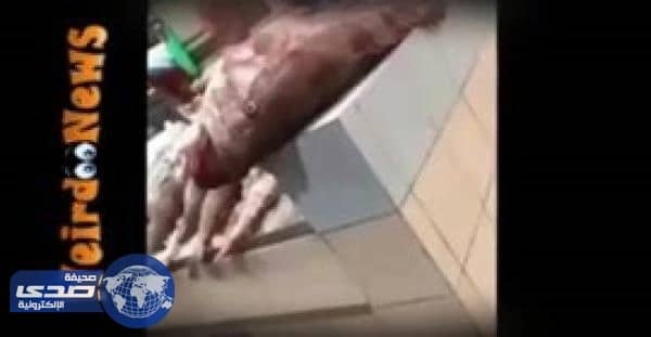 بالفيديو.. سمكة ضخمة تهاجم فتاة خليجية بالسوق