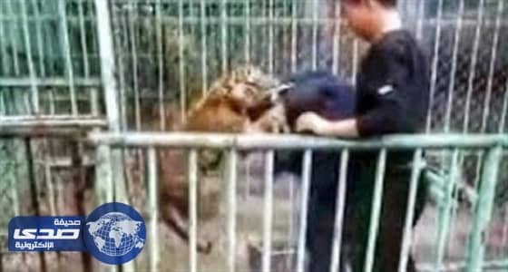 فيديو صادم لحارس حديقة يصارع نمرا صغيرا