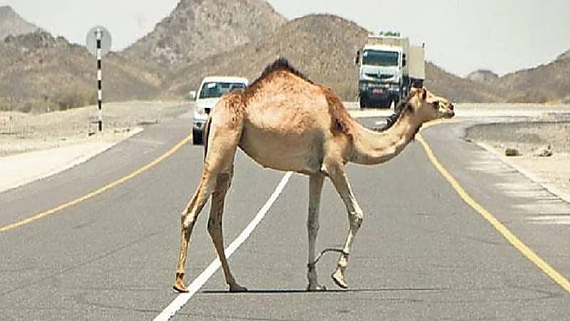 طرق التعامل مع المواقف الخطرة على الطريق