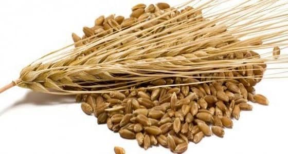 الشعير مفيد لصحة جسمك ويشعرك بالسعادة