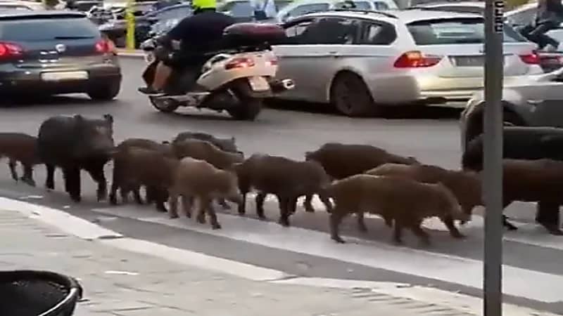 بالفيديو .. خنازير برية تجتاح شوارع روما