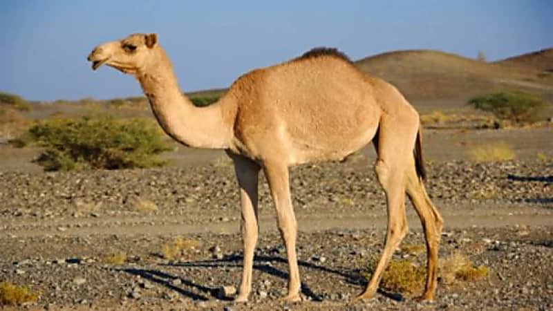 هل شحم الإبل غير ضار للشخص السليم ؟ .. "النمر" يجيب