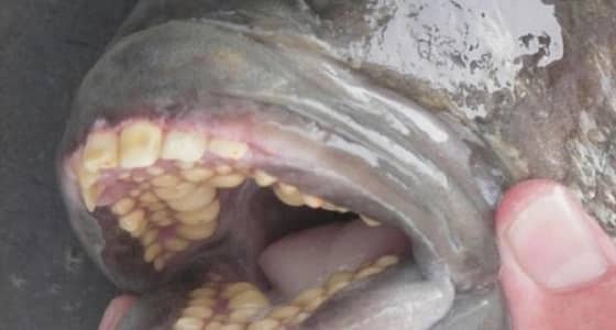 بالصور.. اصطياد سمكة تمتلك أسنانا تشبه الإنسان