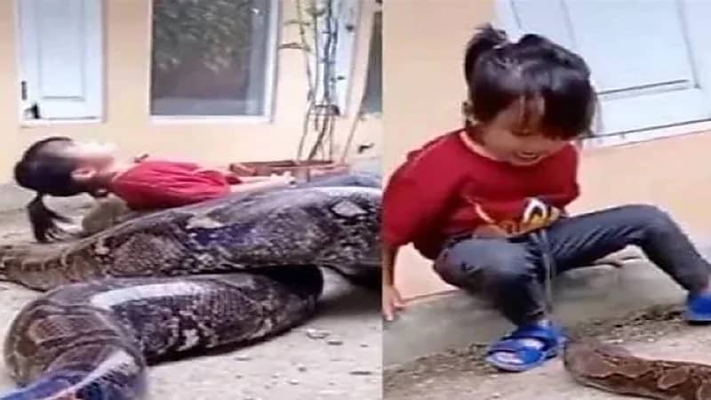 شاهد.. طفلة تلعب مع ثعبان ضخم