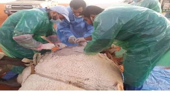 بالصور.. انقاذ " ناقة " تعسرت ولادتها في مهرجان الملك عبدالعزيز