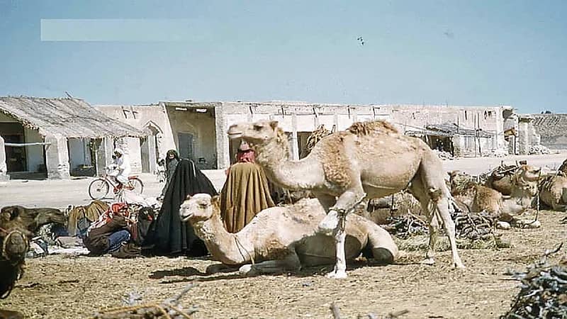 سوق المناخ في مدينة الجبيل قديما