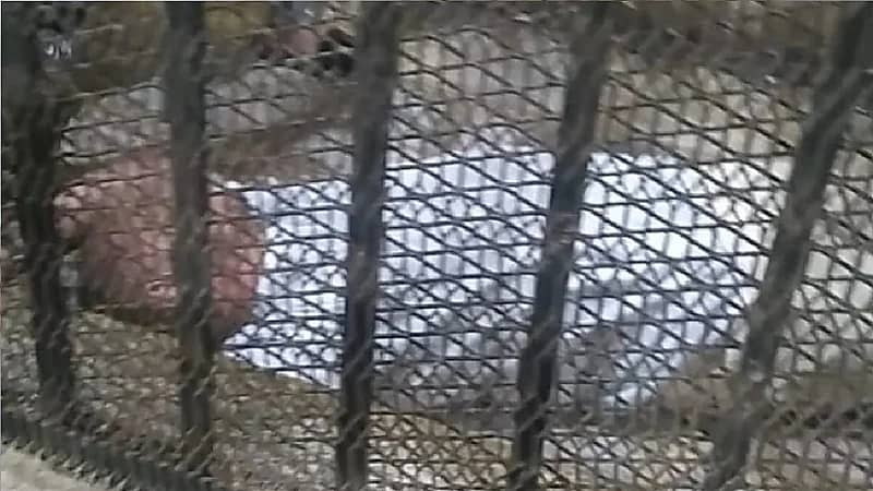 إغماء إمام مسجد حُكم عليه بالمؤبد بعد هتكه عرض طفلة