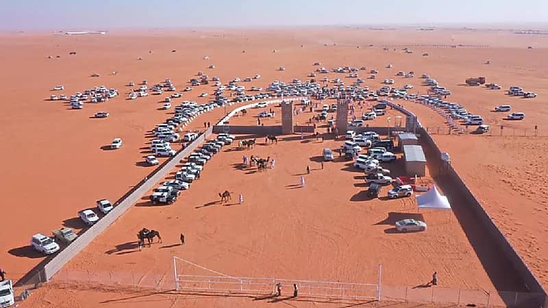 بالصور.. انطلاق الأشواط المشاركة بمهرجان الملك عبد العزيز للإبل 6