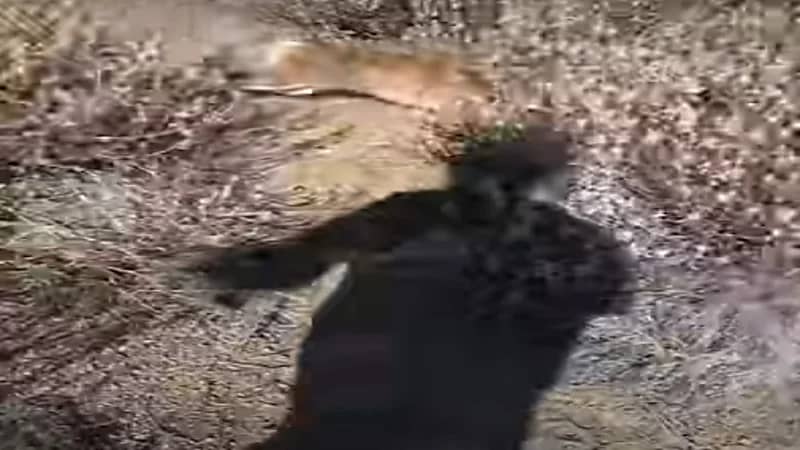 شاهد.. رجل يواجه أسد ويصيبه بالرعب