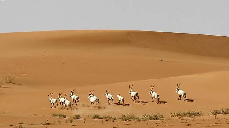 بالفيديو.. "الحياة الفطرية": نعمل على تحويل "محمية عروق بني معارض" لأول محمية نموذجية